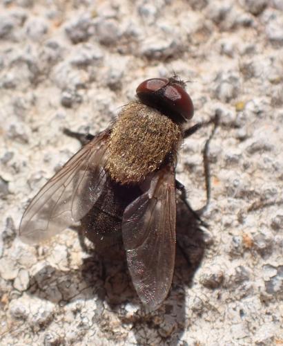 Réf. 308 119 : Pollenia sp.